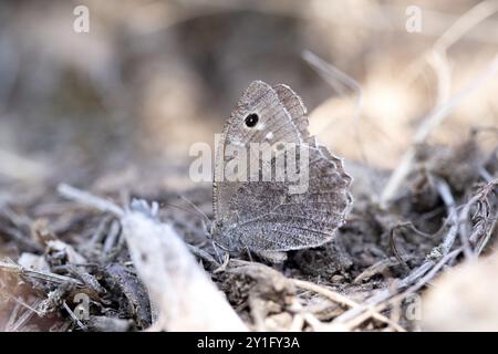 Baumäsche (Hipparchia statilinus), auf Sandboden im Freiland, Naturpark Doeberitzer Heide, Brandenburg, Deutschland, Europa Stockfoto