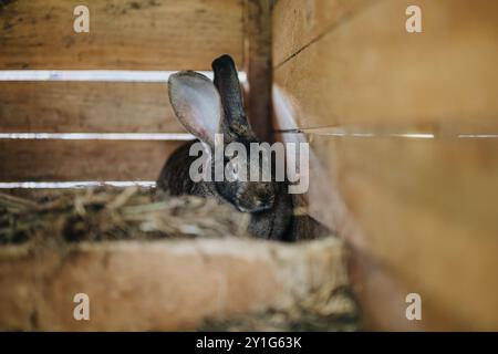 Nahaufnahme eines Kaninchens in einer gemütlichen Holzhütte, umgeben von Heu Stockfoto