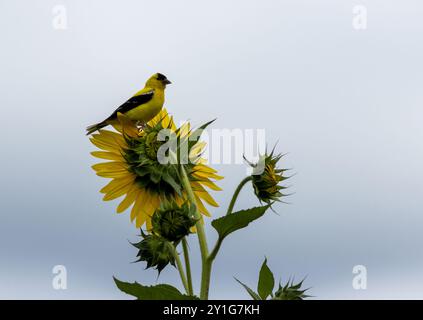 Östlicher Goldfinch, Spinus tristis, auf Sonnenblume auf grauem bewölktem Tag blaugrauer Hintergrund Kopie Textraum Stockfoto