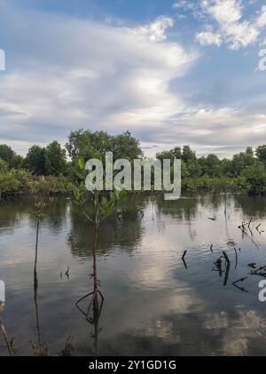 Mangrovenbäume am Strand bei Ebbe mit himmelblauem Hintergrund Stockfoto