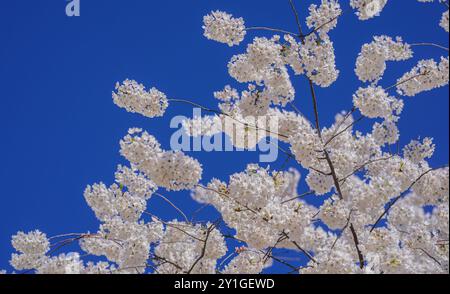 Frühlingstag. Frühlingsnatur. Zweige der blühenden Kirsche mit weichem Fokus auf hellblauem Himmelhintergrund im Sonnenlicht. Wunderschönes Blumenbild des Frühlings na Stockfoto