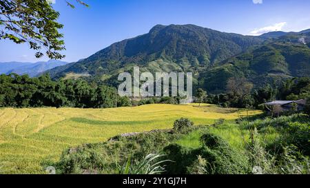 Landschaft mit grünen und gelben Reisterrassen und bewölktem Himmel in Nordvietnam Stockfoto