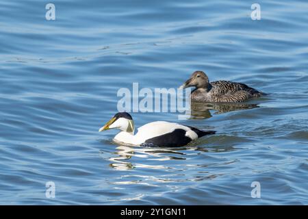 Das Gemeinsame Eider-Paar Stockfoto