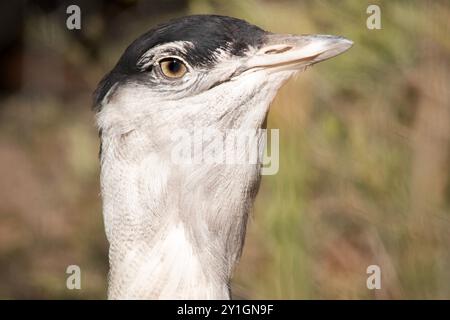 Die Australian Bustard ist einer der größten Vögel Australiens. Es handelt sich um einen hauptsächlich grau-braunen Vogel, gesprenkelt mit dunklen Markierungen, mit einem blassen Hals und schwarzem cr Stockfoto