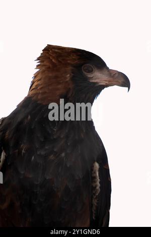 Der schwarze Bussard ist recht groß mit breiten, abgerundeten Flügeln und einem kurzen Hals und Schwanz. Stockfoto