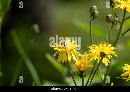 GELBE BLÜTEN VON CREPIS BIENNIS AUF EINER WIESE Stockfoto