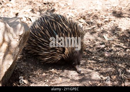 Die Kurznase hat kräftige Klauenfüße und Stacheln im oberen Teil eines bräunlichen Körpers. Stockfoto