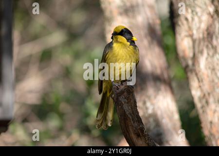 Der Helm-Honeyeater hat eine hellgelbe Stirn, Krone und Hals mit schwarzen Augen. Stockfoto