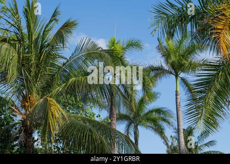 Eine lebhafte tropische Szene mit verschiedenen Palmen vor einem klaren blauen Himmel. Die üppig grünen Fronten und Truhen schaffen eine lebhafte Atmosphäre, ideal für Stockfoto