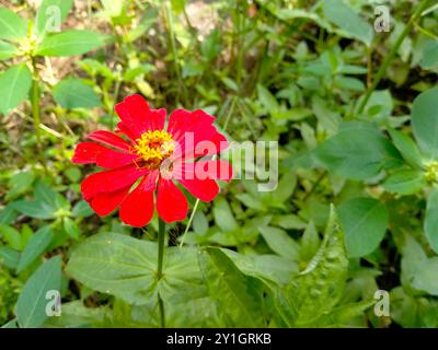 Blick auf blühende Orens zinnia Blüten Stockfoto