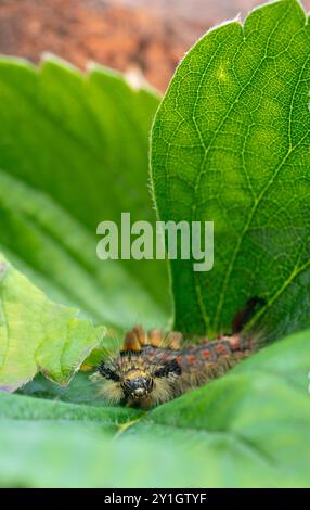 Vapourer Motte raupe, Orgyia antiqua, ernährt sich von Erdbeerblättern. Stockfoto