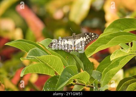 Einzelner Schmetterling auf Pudding-Apfelblatt im Garten, Mahe Seychelles Stockfoto