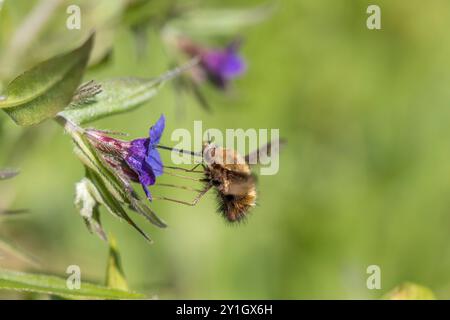 Gepunktete Bienenfliege; Bombylius discolor; Flug; UK Stockfoto