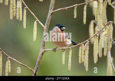 Bullfinch; Pyrrhula pyrrhula; weiblich; on Hazel Catkins; UK Stockfoto