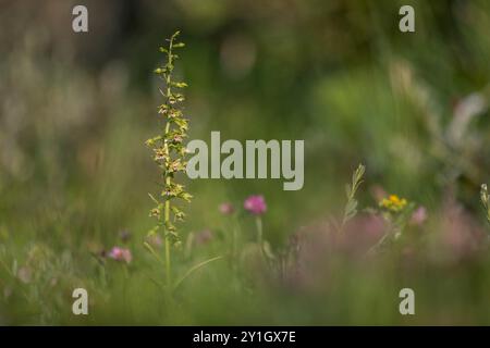 Dune Helleborine; Epipactis dunensis; Blüte; Großbritannien Stockfoto