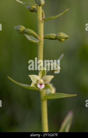 Dune Helleborine; Epipactis dunensis; Blume; Großbritannien Stockfoto