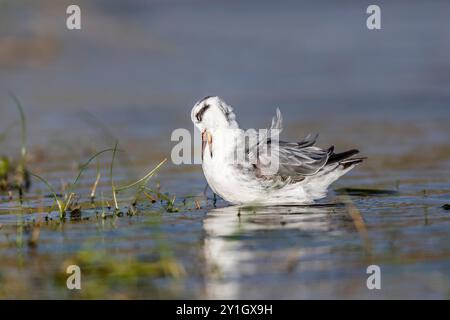 Grey Phalarope; Phalaropus fulicarius; Preening; UK Stockfoto