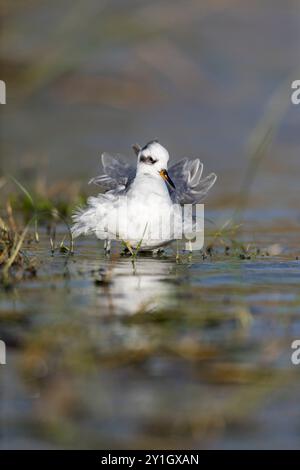 Grey Phalarope; Phalaropus fulicarius; on Water; UK Stockfoto