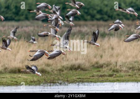 Graugänse; Anser anser; Herde; Flug; Großbritannien Stockfoto