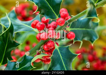 Holly; Ilex aquifolium; Blätter und Beeren; Großbritannien Stockfoto