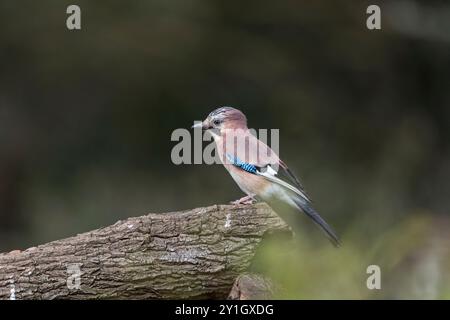 Jay; Garrulus glandarius; On Log; UK Stockfoto