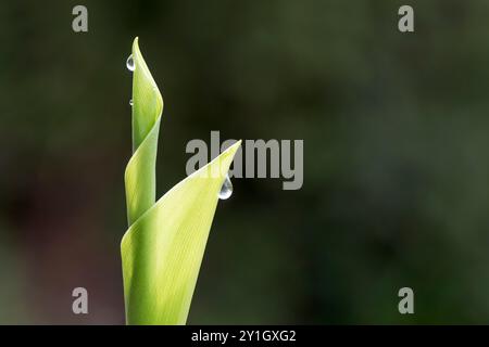 Lily of the Valley; Convallaria majalis; Blätter; Frühling; Großbritannien Stockfoto