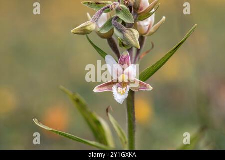 Marsh Helleborine; Epipactis palustris; Flower; UK Stockfoto