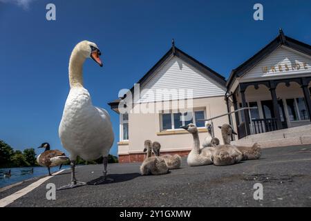 Stummschaltung des Schwans; Cygnus olor; mit Cygnets; Fairhaven; Lytham; Lancashire; Großbritannien Stockfoto