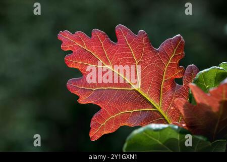 Eichenblatt; Quercus robur; Herbst; UK Stockfoto