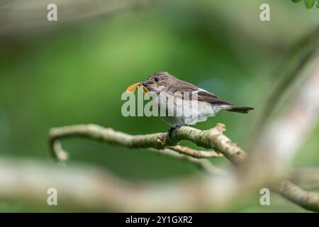 Rattenfänger; Ficedula hypoleuca; weiblich; mit Beute; UK Stockfoto