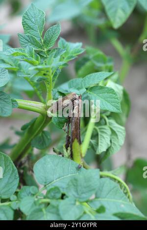 Kraut-und Knollenfäule Phytophthora Infestans Infektion bei Kartoffelernte Stockfoto