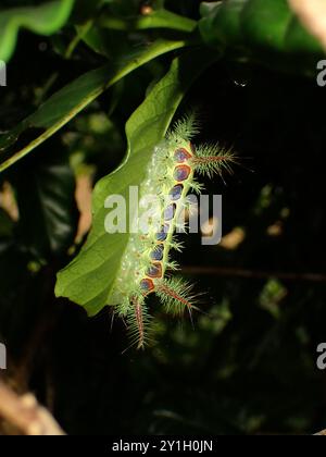 Bunte, stachelige Raupe hängt vom Blatt Stockfoto