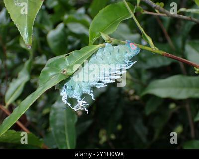 Blaue, stachelige Raupe hängt vom Blatt Stockfoto