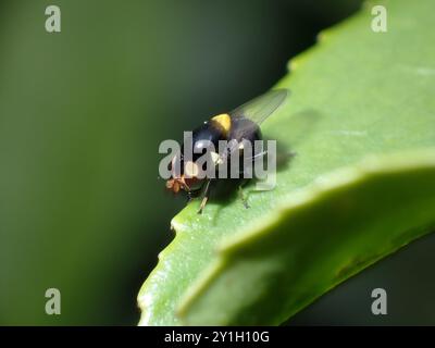 Schwarzer und gelber Hoverfly auf Blattkante Stockfoto