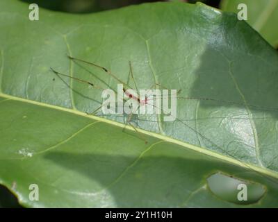 Langbeinige Spinne, die auf Blatt liegt Stockfoto