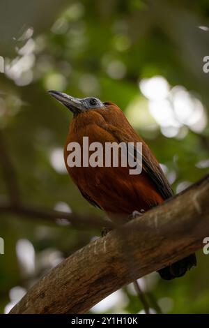 Capuchinvogel oder Kalbvogel auf Twig. Perissocephalus Tricolor ist ein großer Passerinvogel der Familie Cotingidae. Stockfoto