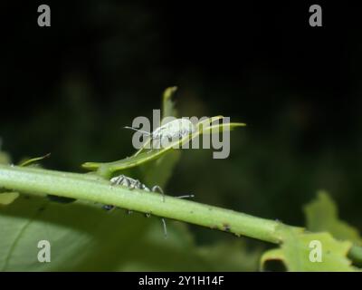 Zwei grüne Weevils auf Blattstiel in dunklem Hintergrund Stockfoto