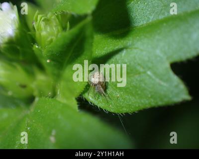 Kleine Spinne auf einem grünen Blatt Stockfoto