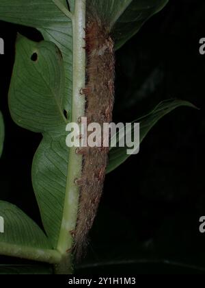 Fuzzy Caterpillar klettert nachts auf einen Pflanzenstamm Stockfoto