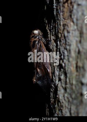 Braune Cicada, die auf Baumrinde ruht Stockfoto