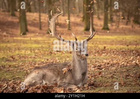 Dama liegt im Herbst mit herabfallenden Blättern. Schönes braunes Tier mit Geweih während der Herbstsaison. Stockfoto