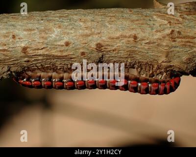 Roter und schwarzer Millipede krabbeln unter einem Zweig Stockfoto