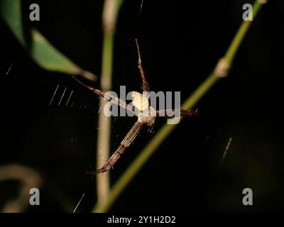 Spinnen hängen im Netz in der Natur Stockfoto