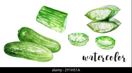 Eine atemberaubende und frische Aquarellkollektion mit wunderschönen und üppigen Gurken und Aloe Vera Stockfoto