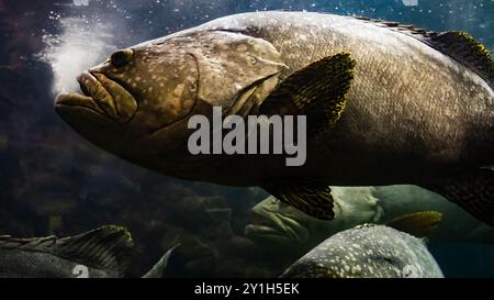 Der Riesenbarsch im andamanensee Stockfoto