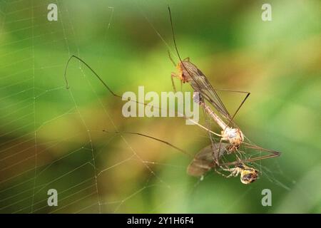 Ein Paar Paarungskrane Fly wurde im Netz einer Gartenkugel-Webspinne gefangen und bietet eine große und einfache Mahlzeit. Stockfoto