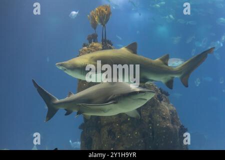 Zwei graue galapagos-Haie im großen Aquarium Stockfoto