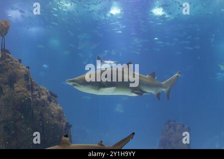 Galapagos-Hai schwimmen in einem großen Aquarium um andere Fische und Haie herum Stockfoto