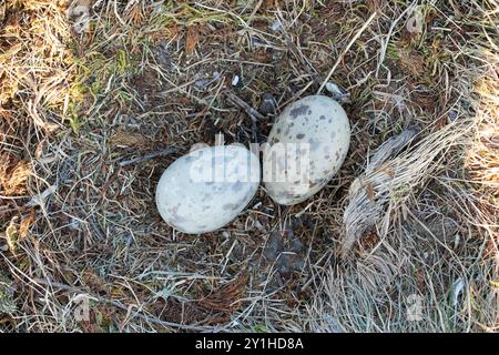 Nest und Eier der größeren Schwarzmöwe Stockfoto
