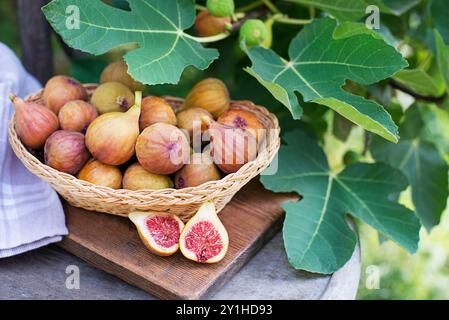 Ein Nahaufnahme-Foto von frischen Feigen, einige ganze und einige halbierte, in einem Korb. Feigen pflücken Früchte wachsen auf dem Zweig-Feigenbaum im Bio-Garten Stockfoto